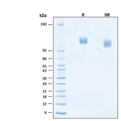 R&D Systems&trade;&nbsp;Recombinant Human VEGFR2/KDR His-tag Protein