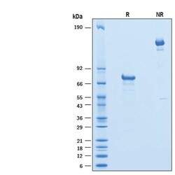 R D Systems Recombinant Mouse Jagged 1 Fc Chimera Protein 50 &mu;g | Buy Online | R&amp;D Systems&trade; | Fisher Scientific