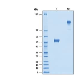 R&D Systems&trade;&nbsp;Recombinant Mouse NPDC-1 Fc Chimera Protein