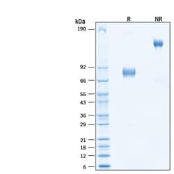 R&D Systems&trade;&nbsp;Recombinant Cynomolgus Monkey uPAR Fc Chimera Protein