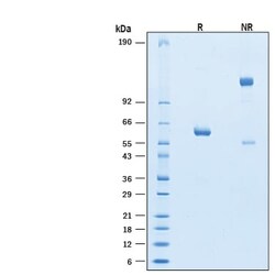 R&D Systems&trade;&nbsp;Recombinant SARS-CoV-2 B.1.617.2 G446V S RBD Fc Protein