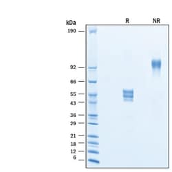 R D Systems Recombinant Human VIPR2 Fc Chimera Protein 50 &mu;g | Buy Online | R&amp;D Systems&trade; | Fisher Scientific