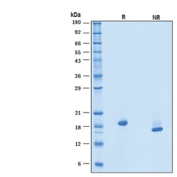 R&D Systems&trade;&nbsp;Recombinant Human IFN-alpha-1b Protein
