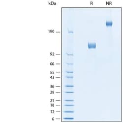 R D Systems Recombinant Human IL-31RA Fc Chimera Protein 50 &mu;g | Buy Online | R&amp;D Systems&trade; | Fisher Scientific