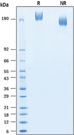 R&D Systems&trade;&nbsp;Recombinant Human DMBT1 His-tag Protein