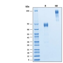 R D Systems Recombinant Rat CD30/TNFRSF8 Fc Chimera Protein 100 &mu;g | Buy Online | R&amp;D Systems&trade; | Fisher Scientific