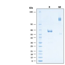 R&D Systems&trade;&nbsp;Recombinant SARS-CoV-2 B.1.1.529 S RBD Fc Protein