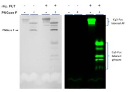 R D Systems Recombinant H. pylori Fucosyltransferase Protein 20 &mu;g | Buy Online | R&amp;D Systems&trade; | Fisher Scientific