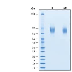 R&D Systems&trade;&nbsp;Recombinant Human CD44v5 His-tag Protein
