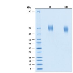 R D Systems Recombinant Mouse Guanylyl Cyclase C/GUCY2C His Protein 50 &mu;g | Buy Online | R&amp;D Systems&trade; | Fisher Scientific
