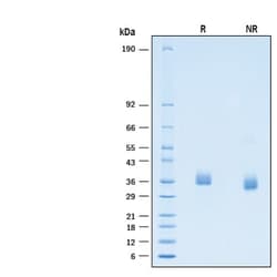 R&D Systems&trade;&nbsp;Recombinant SARS-CoV-2 BA.2 Spike RBD His-tag Protein