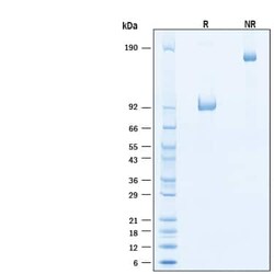 R D Systems Recombinant Cynomolgus LILRB5/CD85c/LIR-8 Fc Protein 50 &mu;g | Buy Online | R&amp;D Systems&trade; | Fisher Scientific