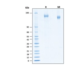R&D Systems&trade;&nbsp;Recombinant SARS-CoV-2 BA.2 Spike (GCN4-IZ) His Protein