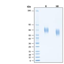 R&D Systems&trade;&nbsp;Recombinant Human FGFR4 His-tag Protein