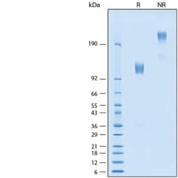 R&D Systems&trade;&nbsp;Recombinant Cyno/Rhesus Osteoactivin/GPNMB Fc Protein