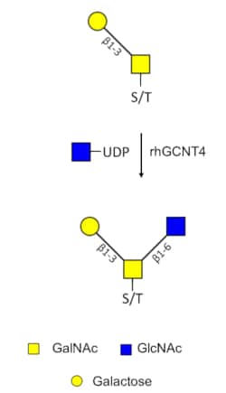 R&D Systems&trade;&nbsp;Recombinant Human C2GNT3/GCNT4 His-tag Protein