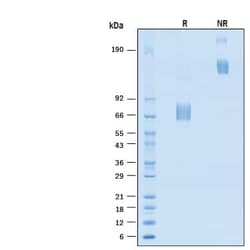 R&D Systems&trade;&nbsp;Recombinant Cynomolgus/Rhesus SLAM/CD150 Fc Protein