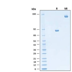 R D Systems Recombinant Human TAPBPR Fc Chimera Protein 50 &mu;g | Buy Online | R&amp;D Systems&trade; | Fisher Scientific