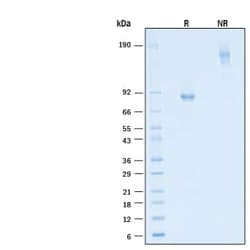 R D Systems Recombinant Mouse TMEFF2/Tomoregulin-2 Fc Protein 50 &mu;g | Buy Online | R&amp;D Systems&trade; | Fisher Scientific