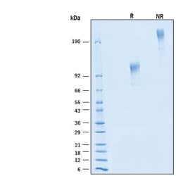 R D Systems Recombinant Cynomolgus Monkey CD43 Fc Chimera Protein 50 &mu;g | Buy Online | R&amp;D Systems&trade; | Fisher Scientific