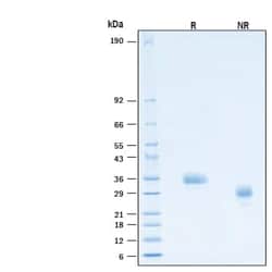 R D Systems Recombinant Human IL-12 p35 (C96S) Protein 50 &mu;g | Buy Online | R&amp;D Systems&trade; | Fisher Scientific