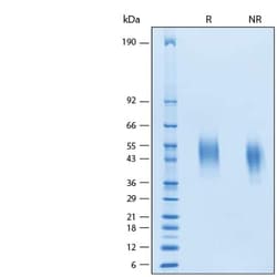 R&D Systems&trade;&nbsp;Recombinant Cynomolgus/Rhesus Siglec-3/CD33 His Protein
