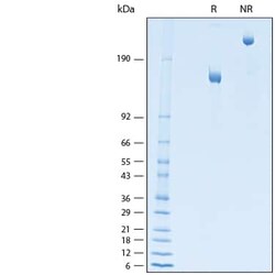 R D Systems Recombinant Human CD163 Fc Chimera Protein 50 &mu;g | Buy Online | R&amp;D Systems&trade; | Fisher Scientific