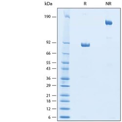 R D Systems Recombinant Human CD177 Fc Chimera Protein 50 &mu;g | Buy Online | R&amp;D Systems&trade; | Fisher Scientific