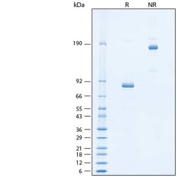R D Systems Recombinant Mouse TAPBPR Fc Chimera Protein, CF 50 &mu;g | Buy Online | R&amp;D Systems&trade; | Fisher Scientific