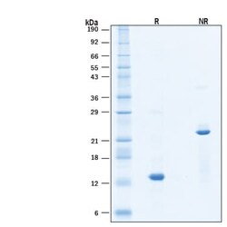 R D Systems Recombinant Human Activin A (HEK293 derived) Protein 500 &mu;g | Buy Online | R&amp;D Systems&trade; | Fisher Scientific