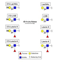 R&D Systems&trade;&nbsp;Recombinant B. Thetaiotaomicron Arylsulfatase Protein