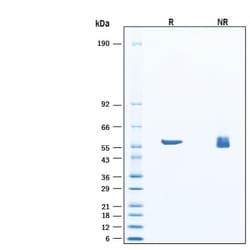 R D Systems Recombinant B. Thetaiotaomicron Arylsulfatase Protein 20 &mu;g | Buy Online | R&amp;D Systems&trade; | Fisher Scientific
