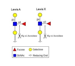 R&D Systems&trade;&nbsp;Recombinant R.gnavus alpha-L-Fucosidase His-tag Protein