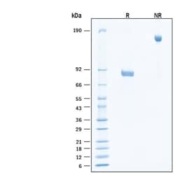 R D Systems Recombinant Human GFR alpha-1/GDNF R alpha-1 Fc Protein, CF 100 &mu;g | Buy Online | R&amp;D Systems&trade; | Fisher Scientific