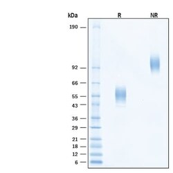 R D Systems Recombinant Human ICOS (aa 21-140) mFc Chimera Protein, CF 50 &mu;g | Buy Online | R&amp;D Systems&trade; | Fisher Scientific