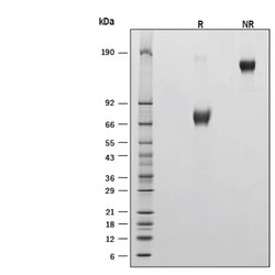 R D Systems Recombinant Human SLAM/CD150 Fc Chimera Protein, CF 50 &mu;g | Buy Online | R&amp;D Systems&trade; | Fisher Scientific