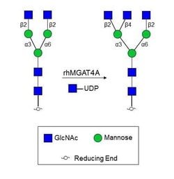 R&DSystems&trade;&nbsp;Recombinant Human MGAT4A His-tag, CF