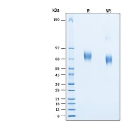 R DSystems Recombinant Human NRG1 isoform 9/GGF-2 Protein, CF 50 &mu;g | Buy Online | R&amp;DSystems&trade; | Fisher Scientific