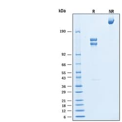 R DSystems Recombinant Human Integrin alpha 4 beta 7/LPAM 1 Protein, CF 50 &mu;g | Buy Online | R&amp;DSystems&trade; | Fisher Scientific