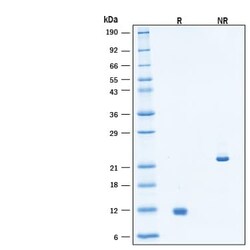 R DSystems Recombinant Human Activin B Protein, CF 50 &mu;g | Buy Online | R&amp;DSystems&trade; | Fisher Scientific