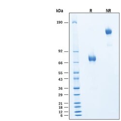 R DSystems Recombinant Cynomolgus Monkey IL-4R alpha Fc Protein, CF 50 &mu;g | Buy Online | R&amp;DSystems&trade; | Fisher Scientific