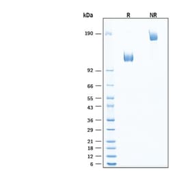R&DSystems&trade;&nbsp;Recombinant Human PSMA/FOLH1/NAALADase I Fc Protein, CF