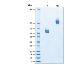 R DSystems Recombinant Mouse R-Spondin 3 mFc Protein, CF 10 &mu;g | Buy Online | R&amp;DSystems&trade; | Fisher Scientific