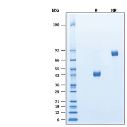 R&DSystems&trade;&nbsp;Recombinant Human TSPAN8-LEL Fc Chimera Protein, CF