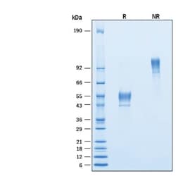R&DSystems&trade;&nbsp;Recombinant Human TSPAN13-LEL Fc Chimera Protein, CF