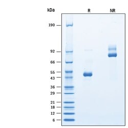R DSystems Recombinant Human TSPAN14-LEL Fc Chimera Protein, CF 100 &mu;g | Buy Online | R&amp;DSystems&trade; | Fisher Scientific