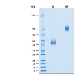 R&DSystems&trade;&nbsp;Recombinant Human TSPAN31-LEL Fc Chimera Protein, CF