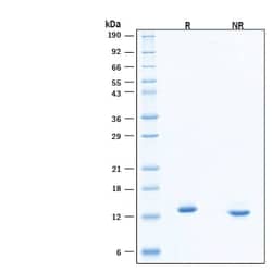 R&D Systems&trade;&nbsp;Recombinant Human NT-3 Protein, CF