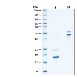 R DSystems Recombinant Human PDGF-AA (CHO-expressed) Protein, CF 10 &mu;g | Buy Online | R&amp;DSystems&trade; | Fisher Scientific