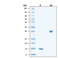 R DSystems Recombinant Human PDGF-BB (CHO-expressed) Protein, CF 50 &mu;g | Buy Online | R&amp;DSystems&trade; | Fisher Scientific